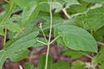 Maroon Carolina milkvine